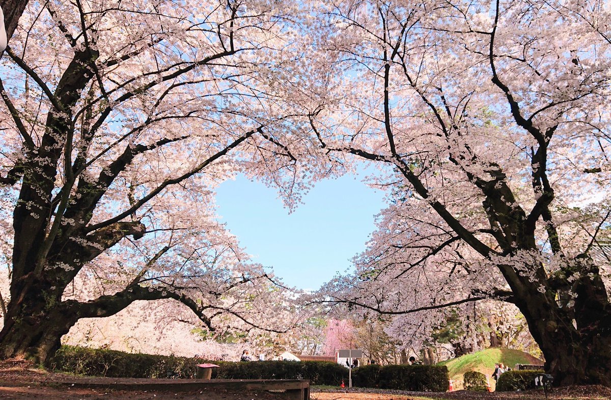 kurokuroyuyuyu's tweet photo. 弘前公園内の桜が開花しましたー!!!!!🌸🌸💐

春だよ春だよ春が来たよ…!!!!
長い冬を乗り越えた先の、桜だよ…!!!!!✨

満開は22日頃ですが、遅咲きの桜はこれから咲くので、
GW期間中も存分に桜を楽しめます！

全国のみなさん!!!!!!
青森県弘前市で お待ちしています!!!!!!!🌸✨
#弘前さくらまつり https://t.co/iyZju0R9jF
