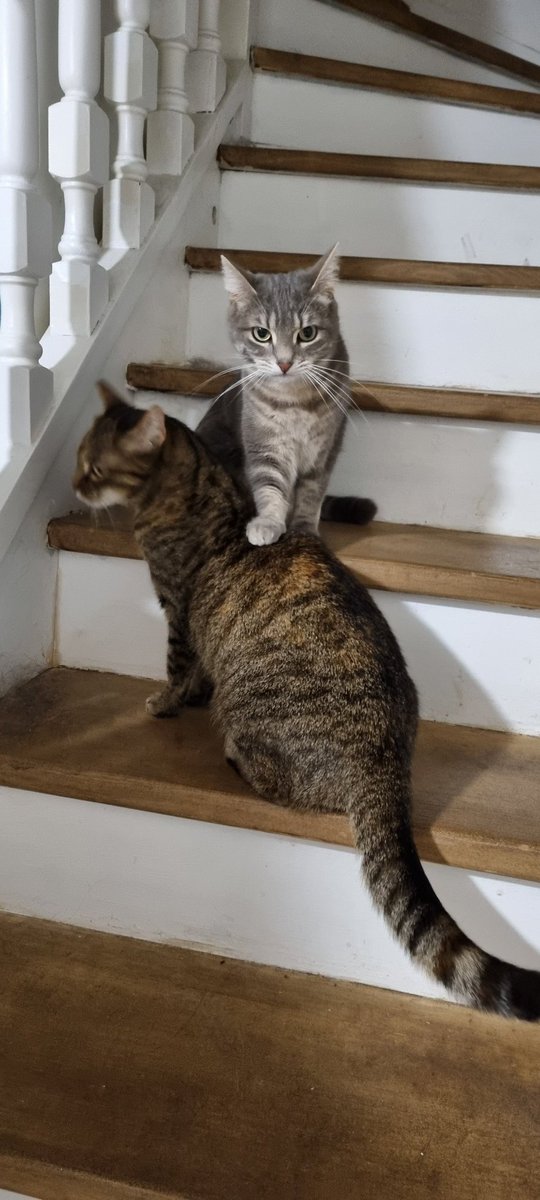 Azuraphale - La prof geek tweet media