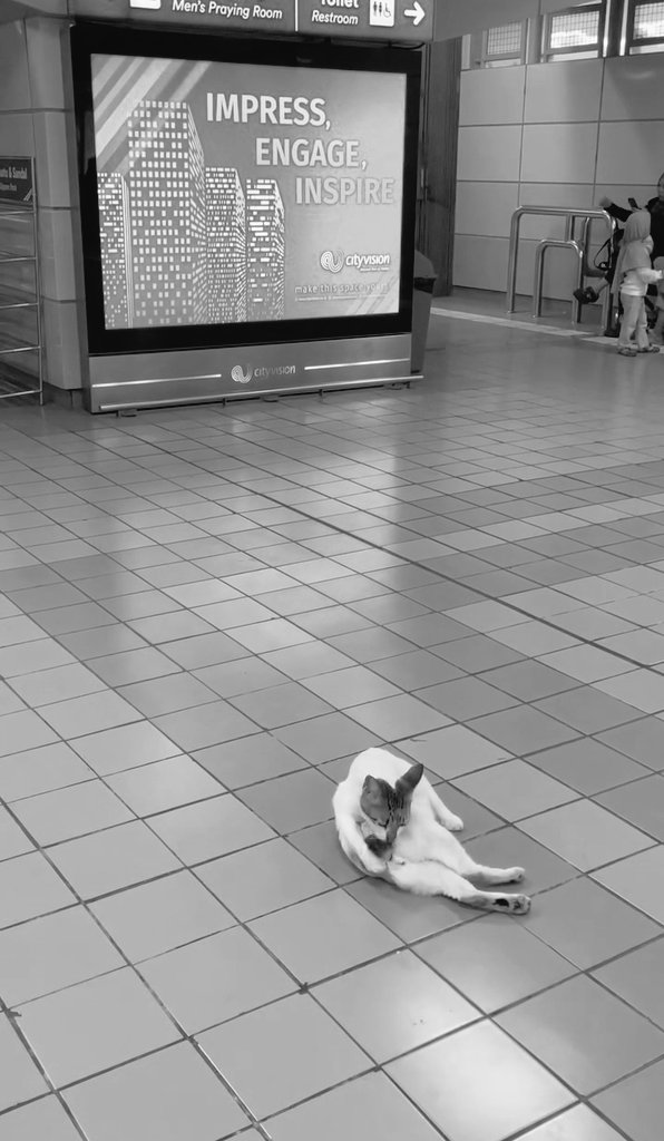 Kucing siapa ini ketinggalan woi 😃