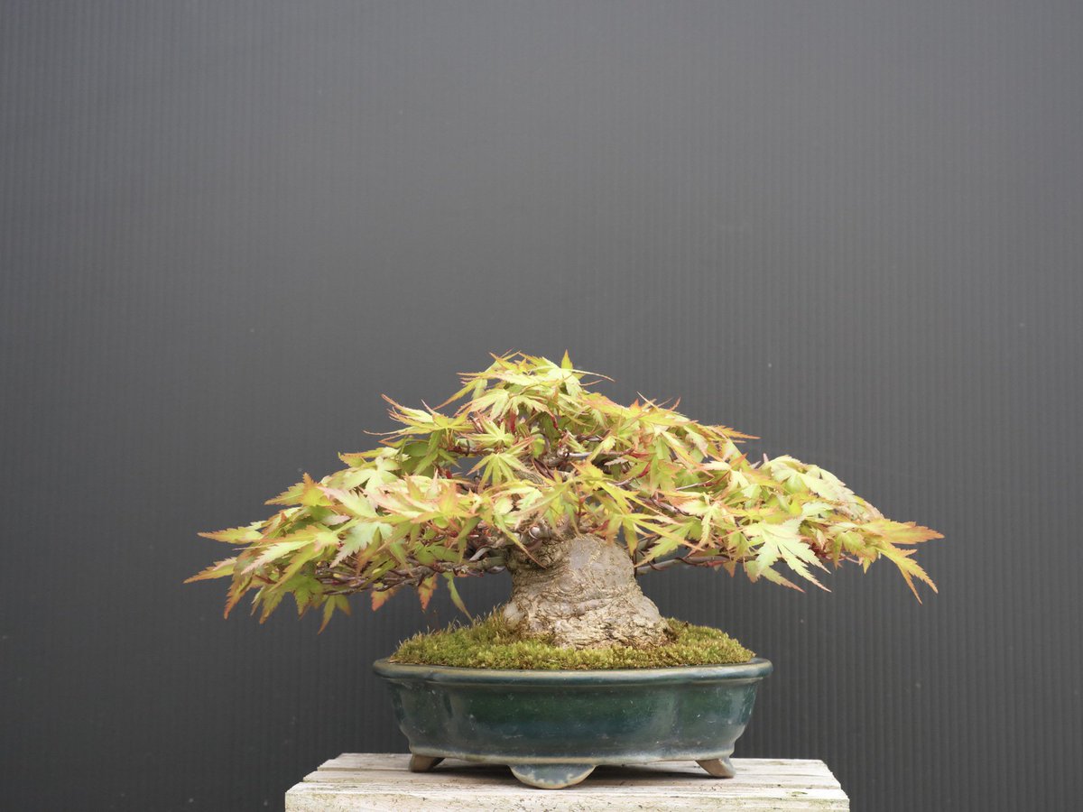 EBONSAIJAPAN's tweet photo. 这个季节的枫树再摘除叶鞘（ハカマ）以后还需要进行透叶，不过为了这份美丽辛苦也值得。往年都是我自己弄，今年有了沙也加的帮助轻松了很多。☺️ https://t.co/3j7XBy7zlW