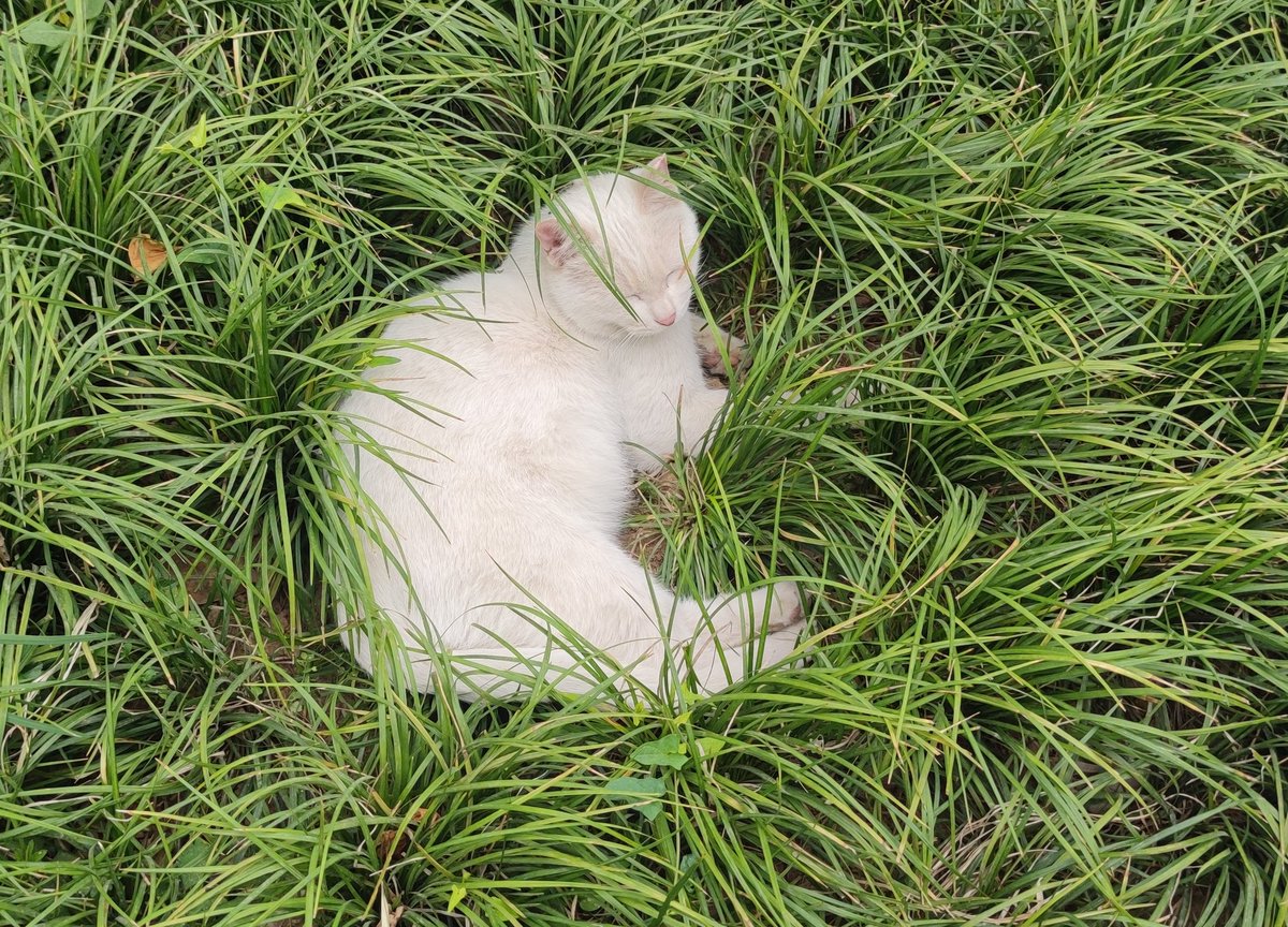 猫儿还是睡得香