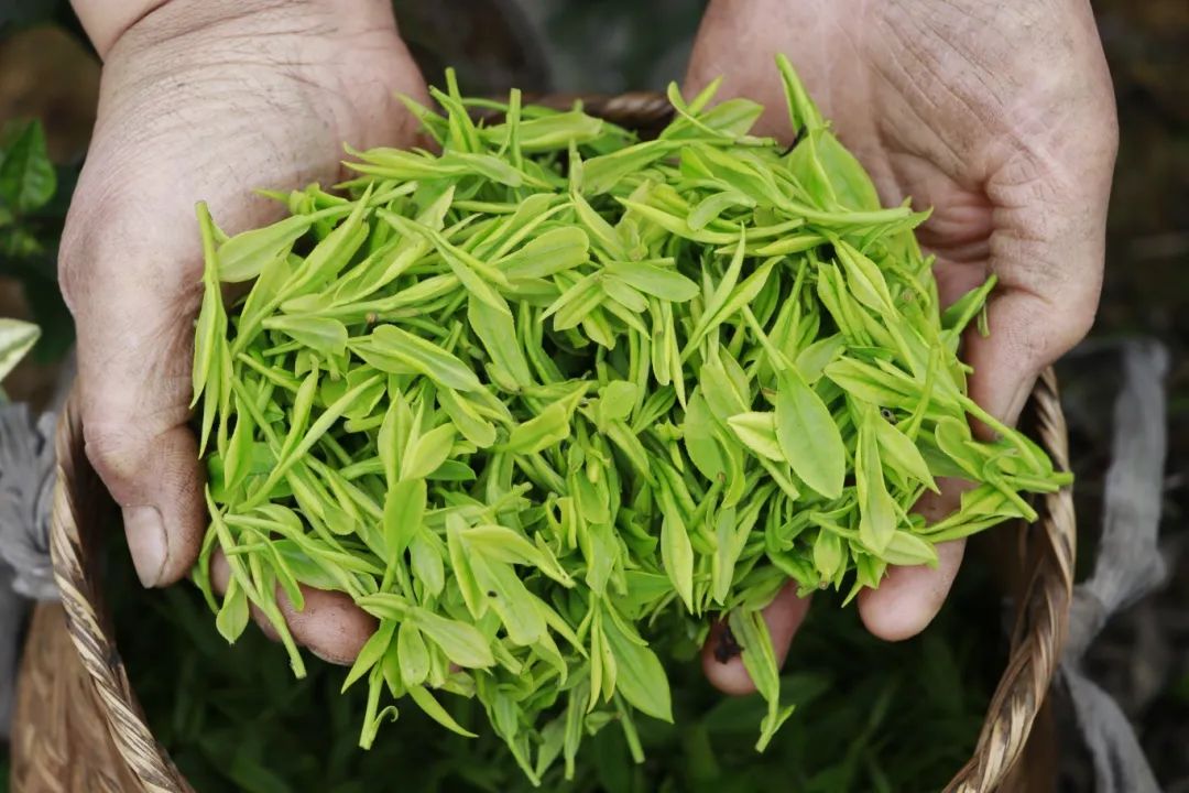 InZunyi's tweet photo. 🌱The 17th #Guizhou Tea Industry Expo kicks off today in #Zunyi's Meitan county.
With hybrid online-offline events and a focus on the blend of tradition and modernity, it's a gateway to Guizhou's thriving tea future. #ZunyiUpdates https://t.co/kQNCBVyDFz