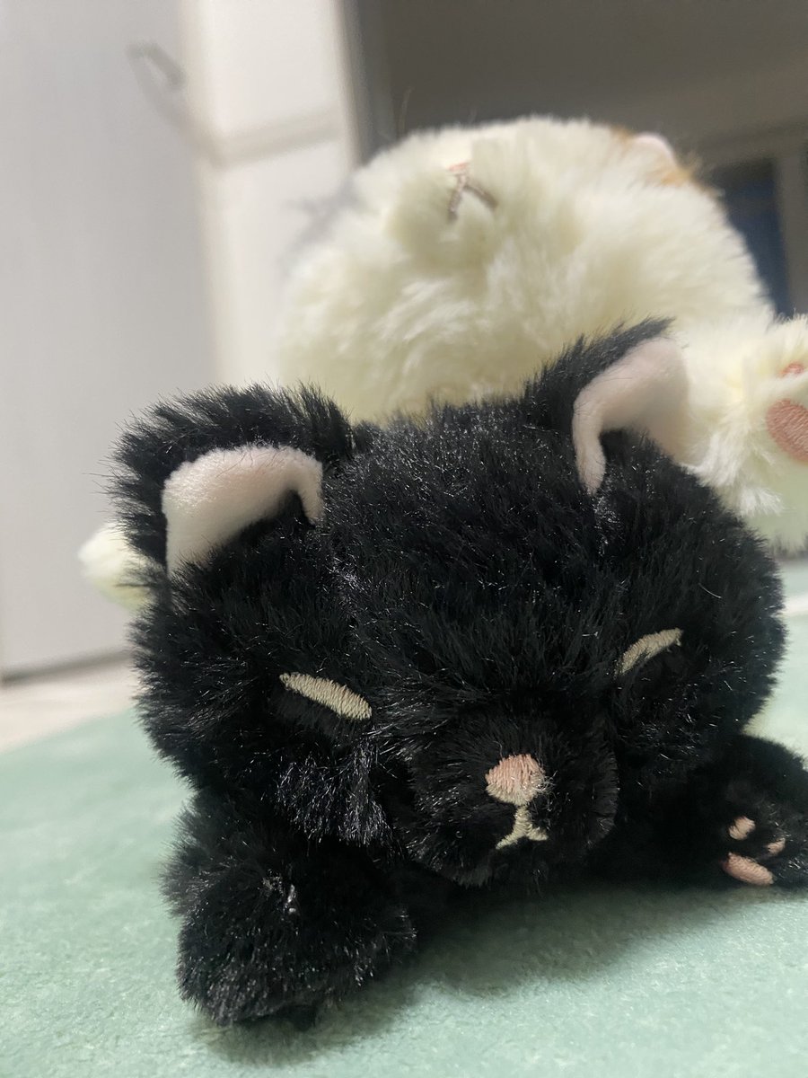 voice1216's tweet photo. 出会っちゃったよね
無事お迎えしました🐈‍⬛🐈 https://t.co/fGHC31vRS5