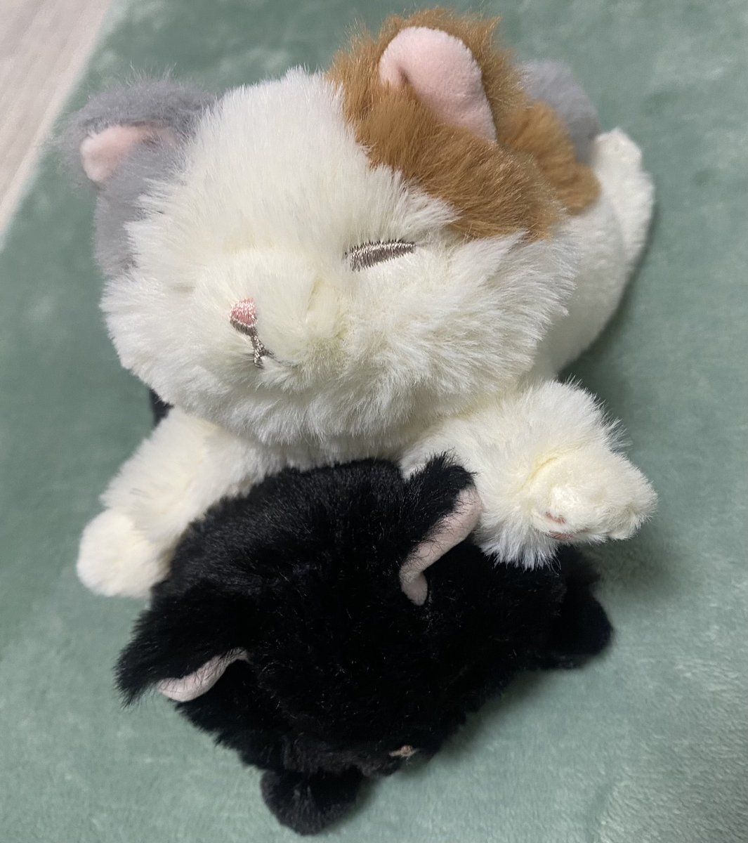 voice1216's tweet photo. 出会っちゃったよね
無事お迎えしました🐈‍⬛🐈 https://t.co/fGHC31vRS5