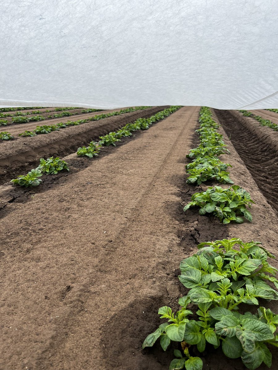 Annual Spuds away tweet… 🥔
Probably 7-14 days ahead of last year’s crop… 
Some growers finished planted before they’d even started last year! 🍟 🚜 💨