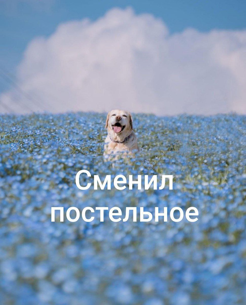 Borsique😺 (@borsique) on Twitter photo 