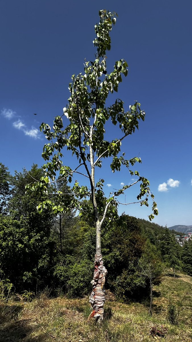 You see life 🍃 
I see faith 🤲🏼  

Somewhere in Himachal Pradesh

#travel #travellPhotography #travelblogger #photooftheday #WeekendVibes #photoart