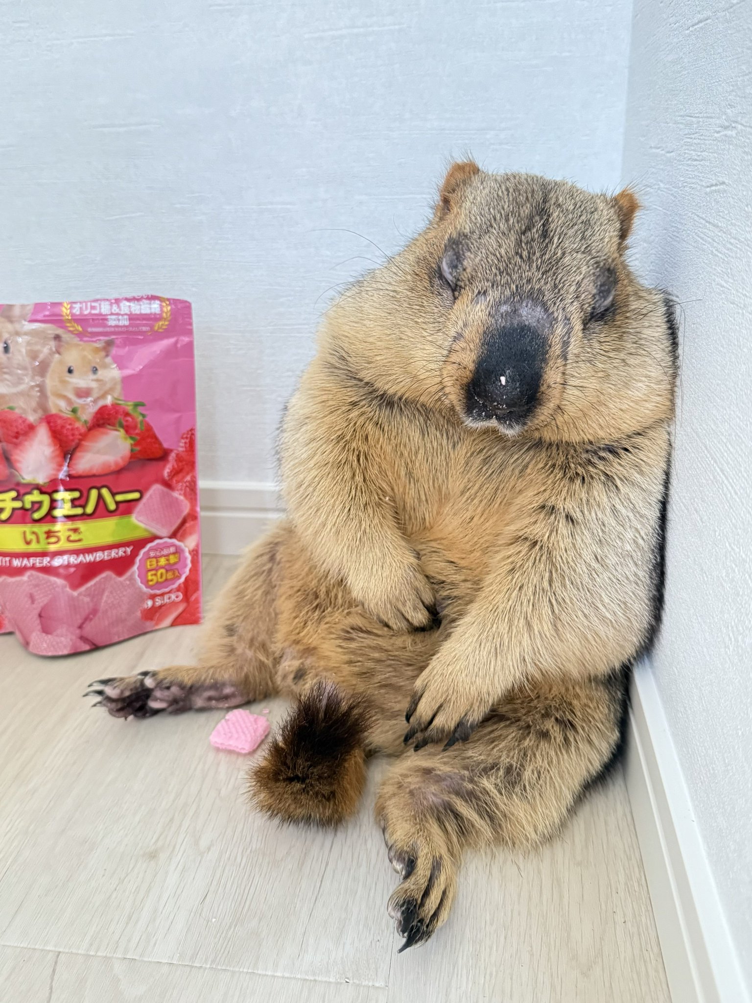 Dr. Marmot - ドクターマーモット on X: 