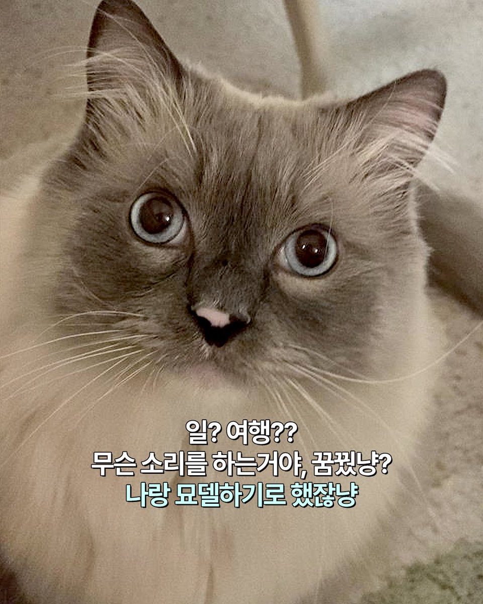 hanatour's tweet photo. ˗ˋˏ빤-히ˎˊ˗ https://t.co/X9AbtVp81s