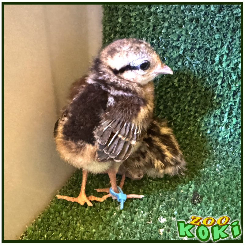 zookoki's tweet image. 🐣 Han nacido varios pollos de faisán de Vietnam en la Fundación y ya incubamos nuevos huevos. Esta especie está en peligro crítico, y vuestra visita hace posible su conservación. ¡Gracias por ayudarnos a proteger lo que el mundo está a punto de perder! 💚