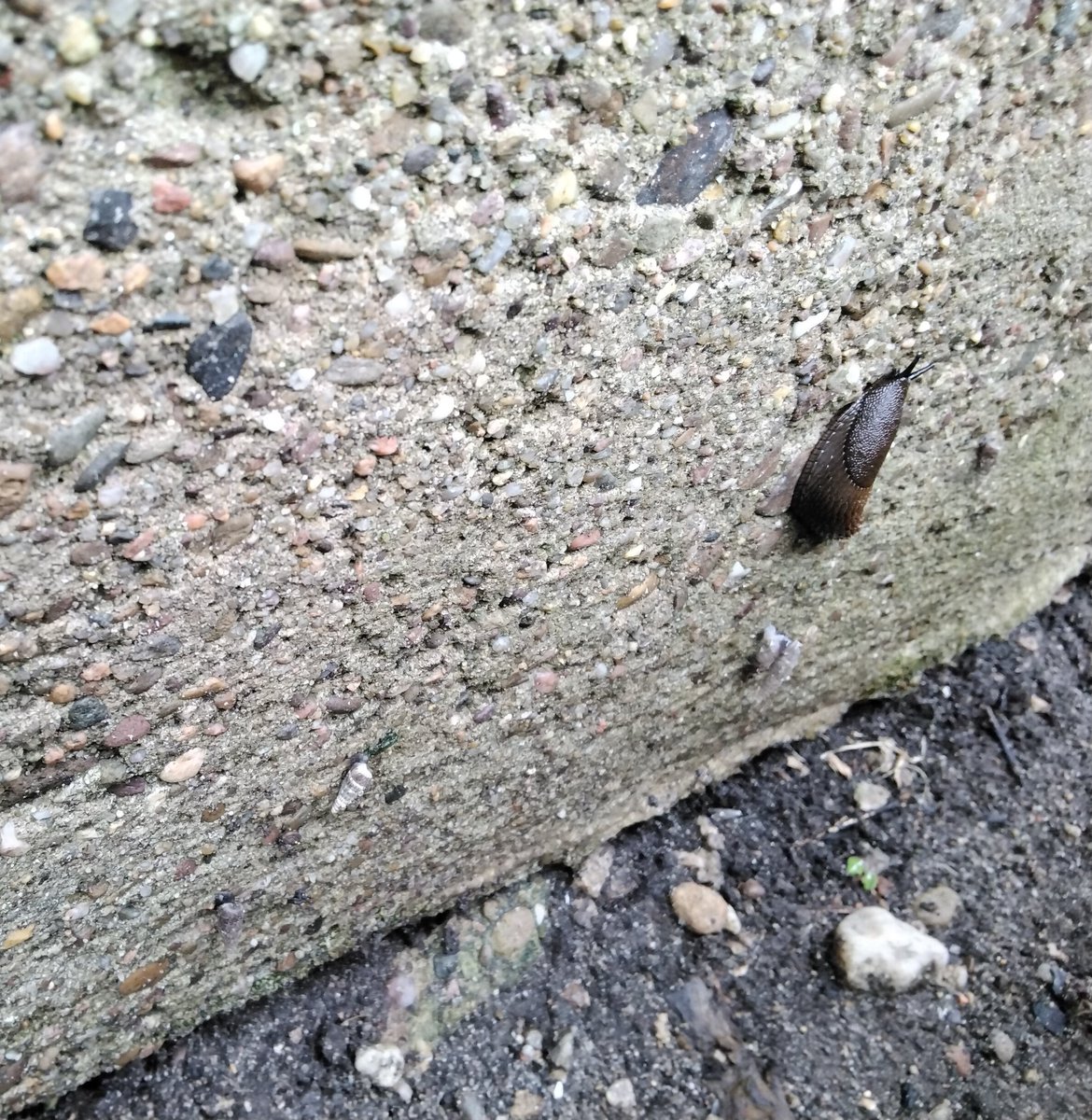 Erste!!! Es geht wieder los. Die Schnecken sind im Anmarsch. 🤦‍♀️