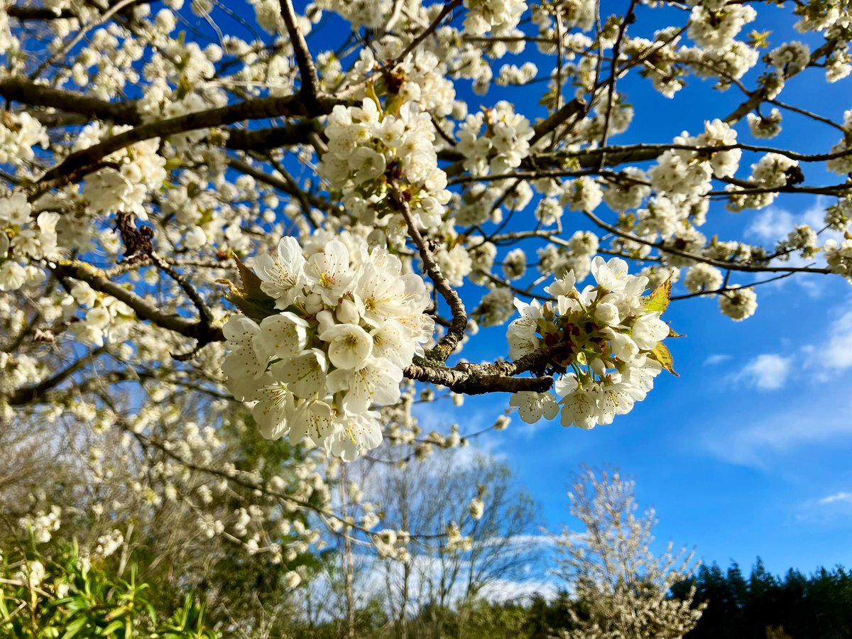 Happy Friday Everyone ! 

Cherry Blossoms and some blue skies 

#MyGarden #ThePhotoHour