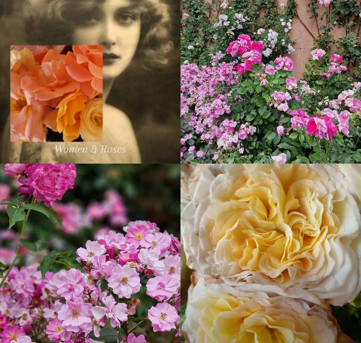 AngelaSimonini's tweet photo. Women & Roses🌸🧡🌹
Peace & Happiness to all of you☀️☀️☀️
Love💕
Angela
.
#angelasimonini #art #painter #artandroses #collage #womenandroses #womenandflowers #flowers #rose #roses #beauty #oldroses #vintageroses #vintage #loveroses #loveforroses #loveflowers #garden #rosegarden #gardenoflove #love #lovingheart #peace #god #godislove #lovegod #alwayslove