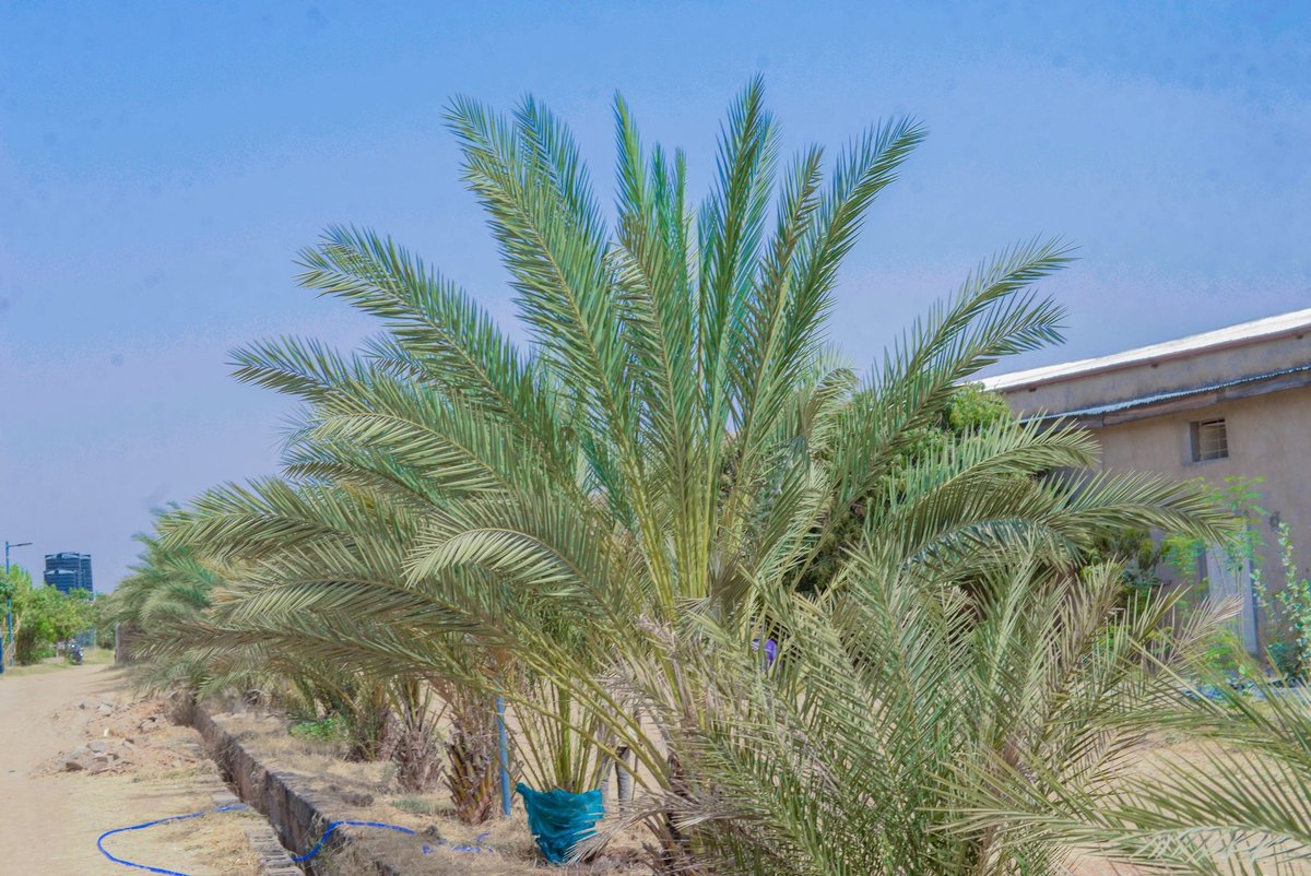 sarmanfarms's tweet photo. At sarman farm,Thriving economy crops under the bright blue sky – a glimpse of nature's beauty and resilience in our environment. https://t.co/zwYbggnaWj