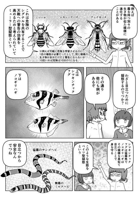 色々と誤解されてそうな動物を漫画で解説していくぞい。  第34回「擬態」2/2 #クック先生の動物講座 #漫画が読めるハッシュタグ #マンガが読めるハッシュタグ 