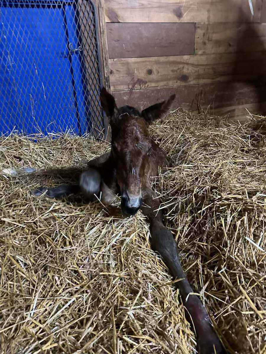 Hingst Gimpanzee-Frankly My Dear.