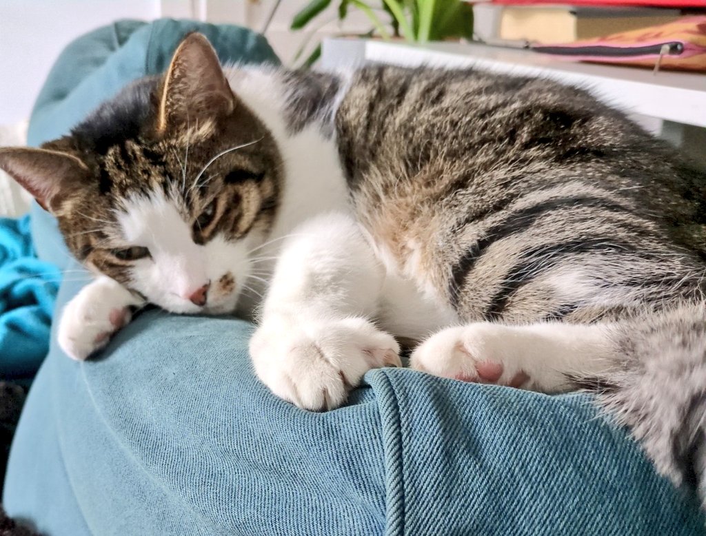 senfine's tweet photo. Wenn du zwanghaft auf der Schulter deiner Untertanin sitzen möchtest, du aber einfach kein kleines Kätzchen mehr bist, - sondern ein ziemlich großer und fast 7 kg schwerer Kater und jetzt leise knurrend vor dich hin schmollst.
#SleepingWithOneEyeOpen https://t.co/63K8taPA2T