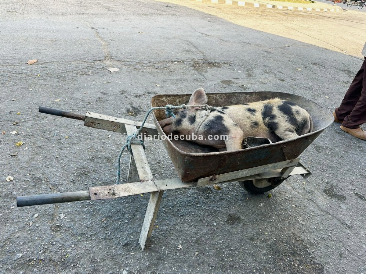 diariodecuba's tweet image. FOTOS DE #CUBA: Así transportan un #cerdo en #Camagüey.

#BuenosDías, a pesar de la dictadura.

Te esperamos en #DiarioDeCuba: diariodecuba.com

📸: DDC, 2025