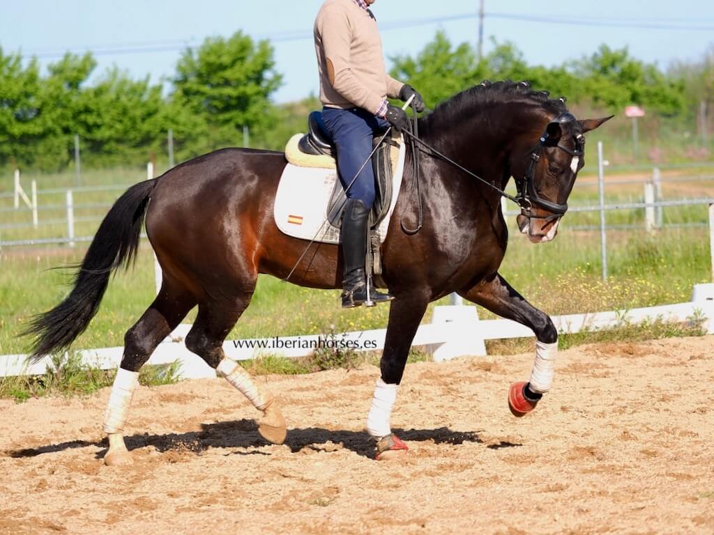 iberianhorses's tweet photo. Discover this magnificent Lusitano horse, 1.71 meters tall, son of Lord Plus from Dressage Plus breeding.  Piro-free and with clear plates, he offers tremendous potential for development in classical dressage competitions.

Tel +34 609858867
#LusitanoHorse https://t.co/MAMoe83C6X