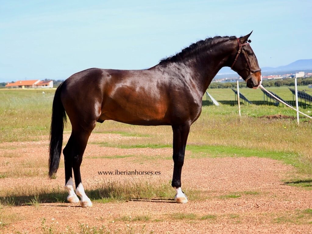 iberianhorses's tweet photo. Discover this magnificent Lusitano horse, 1.71 meters tall, son of Lord Plus from Dressage Plus breeding.  Piro-free and with clear plates, he offers tremendous potential for development in classical dressage competitions.

Tel +34 609858867
#LusitanoHorse https://t.co/MAMoe83C6X