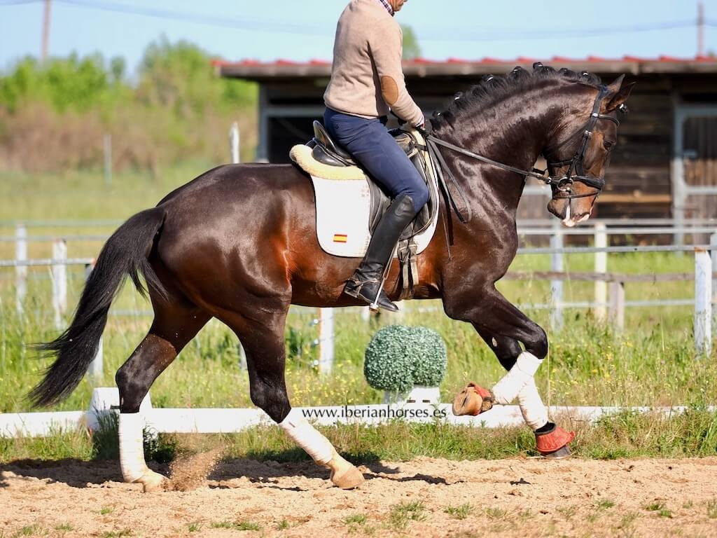 iberianhorses's tweet photo. Discover this magnificent Lusitano horse, 1.71 meters tall, son of Lord Plus from Dressage Plus breeding.  Piro-free and with clear plates, he offers tremendous potential for development in classical dressage competitions.

Tel +34 609858867
#LusitanoHorse https://t.co/MAMoe83C6X