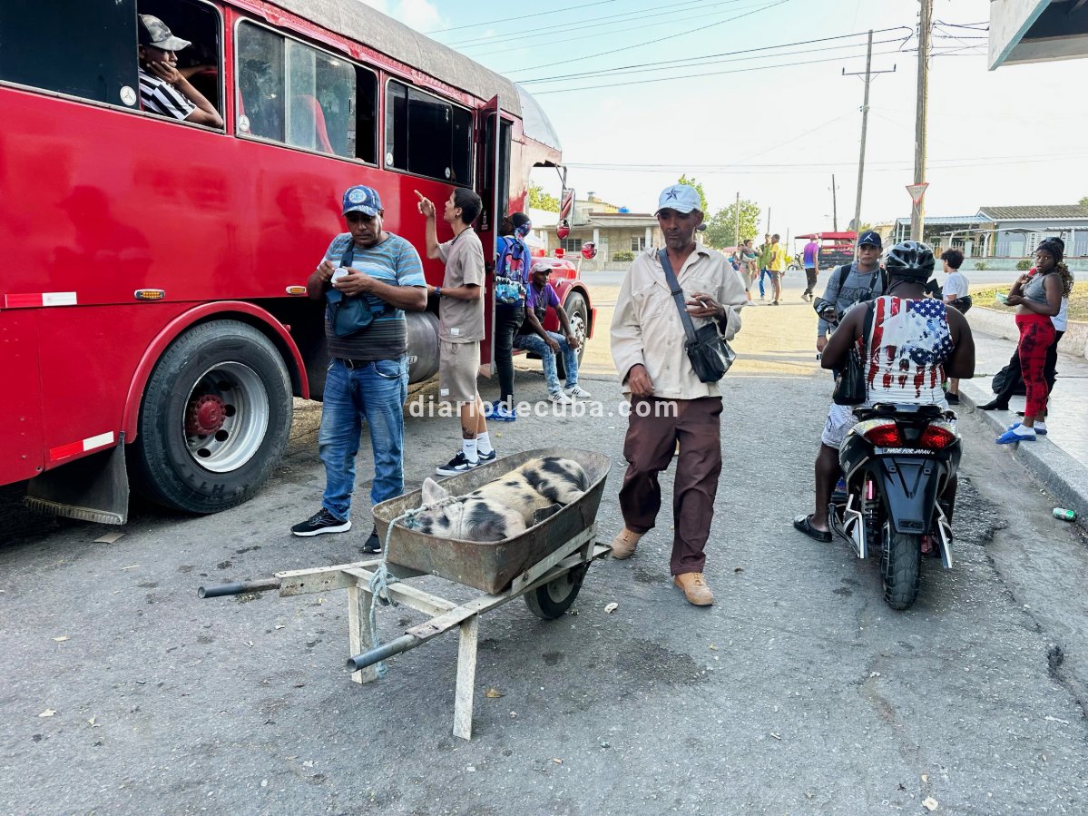 diariodecuba's tweet image. FOTOS DE #CUBA: Así transportan un #cerdo en #Camagüey.

#BuenosDías, a pesar de la dictadura.

Te esperamos en #DiarioDeCuba: diariodecuba.com

📸: DDC, 2025