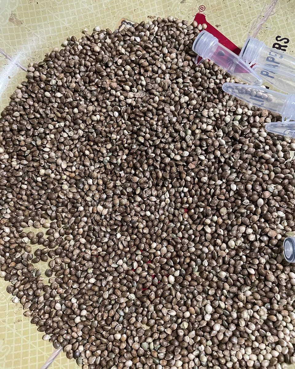 championcann's tweet image. Giveaway Giveaway Giveaway
Making finalized count on the 41Flavorzz line looking a lot more than expected 🌸🌸 I've decided to help every grower and encourage them to continue growing by letting them have some SEEDS. LIKE COMMENT REPOST FOLLOW. SEEDS AVAILABLE FOR 80 Persons each