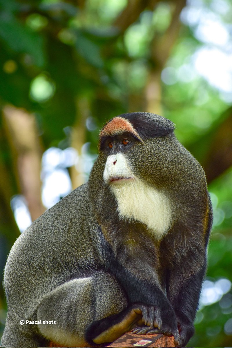 The Mukonzo♠️ (@pascalpraiz788) on Twitter photo <a href="/TourismBoardUg/">Uganda Tourism Board</a> <a href="/TourismUganda_/">Tourism In Uganda</a> <a href="/ExploreUganda/">Explore Uganda 🇺🇬</a> <a href="/NationalGeoPicx/">NatGeoPics</a> 
No caption needed <a href="/TourismBoardUg/">Uganda Tourism Board</a> <a href="/TourismUganda_/">Tourism In Uganda</a> <a href="/ExploreUganda/">Explore Uganda 🇺🇬</a> <a href="/NationalGeoPicx/">NatGeoPics</a> 
No caption needed