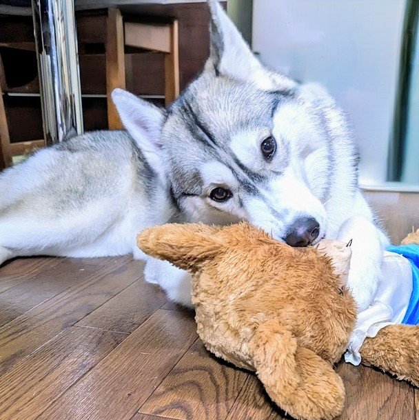 うっとり
 #シベリアンハスキー