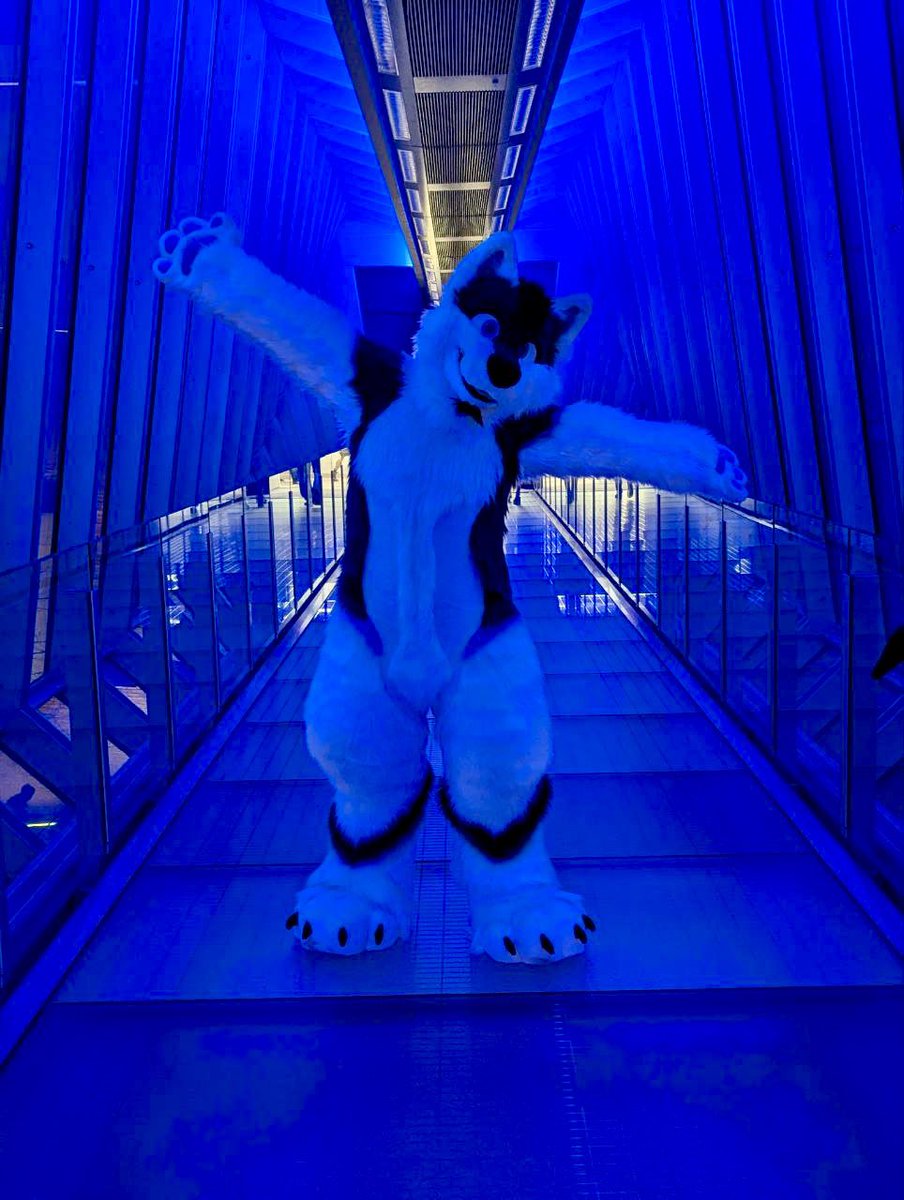 thedoggodex's tweet image. Happy #FursuitFriday from this big blue boy!!!
