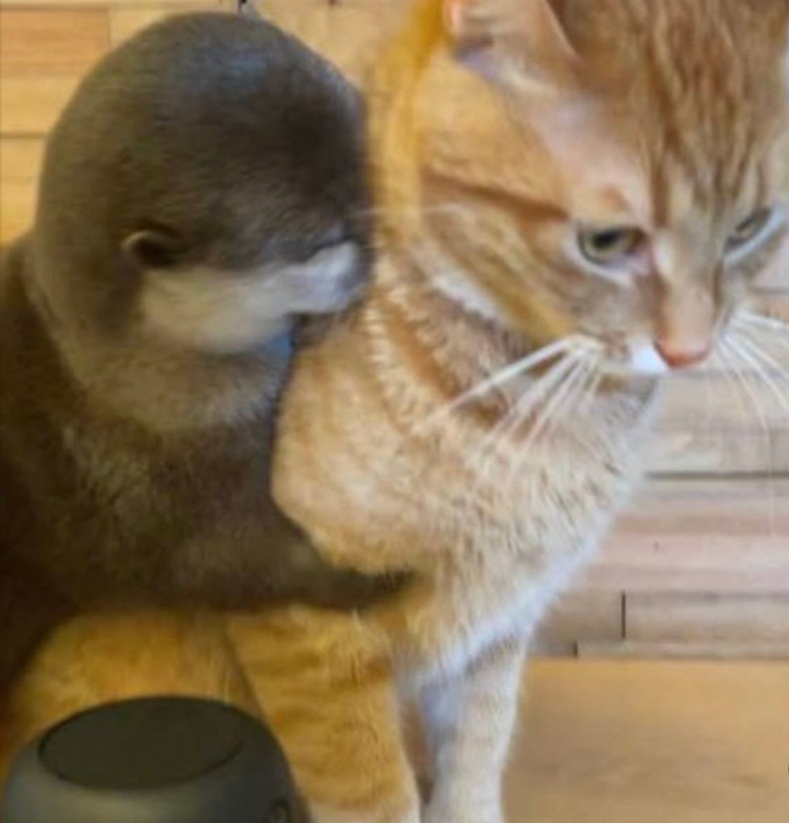 The Cats 𝕏 (@thecatsx) on Twitter photo 