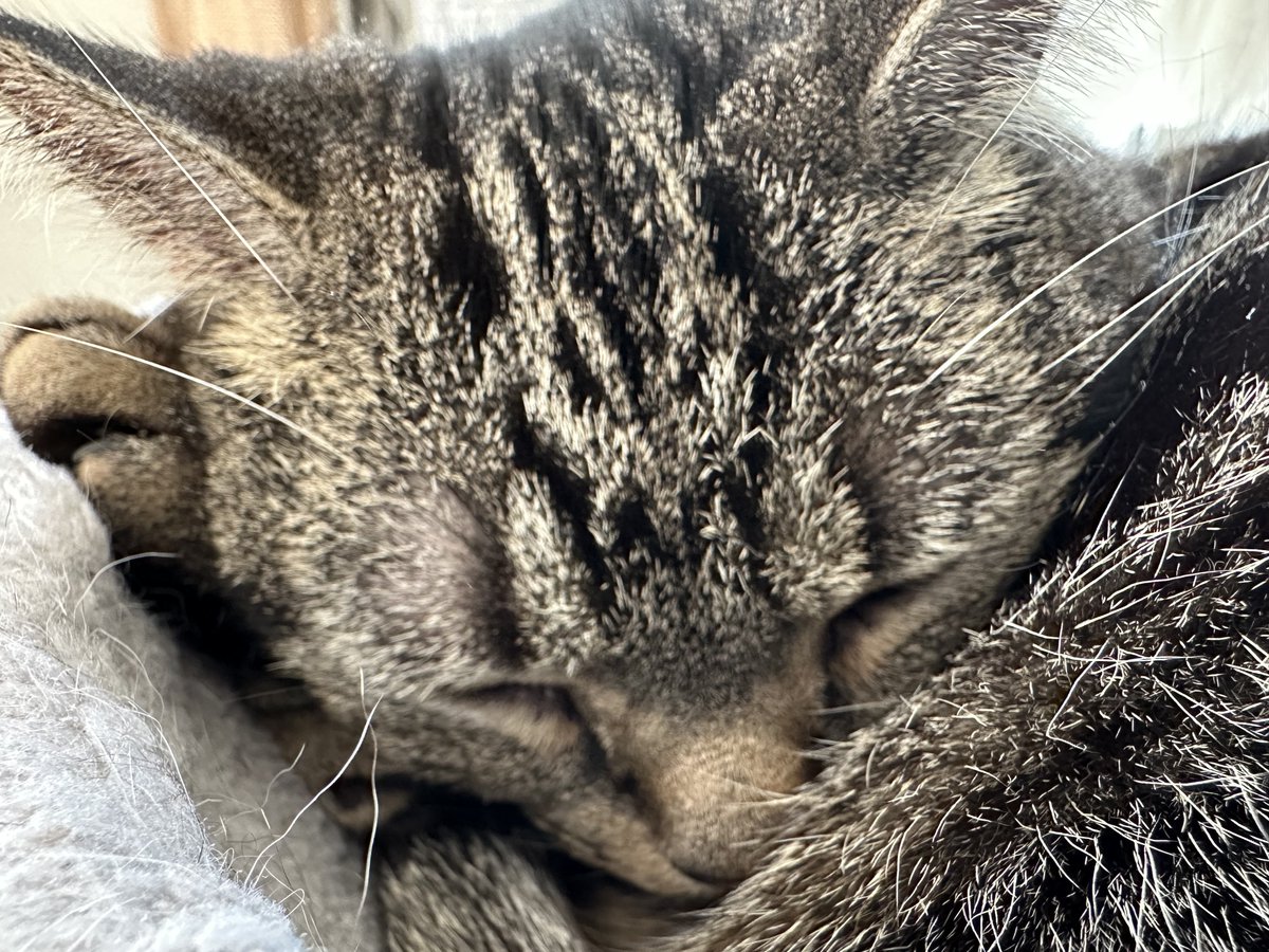 うとうと…

#ねこ #猫 #猫好きさんと繋がりたい #猫のいる幸せ #猫のいる生活 #猫のいる暮らし #アメリカンショートヘア