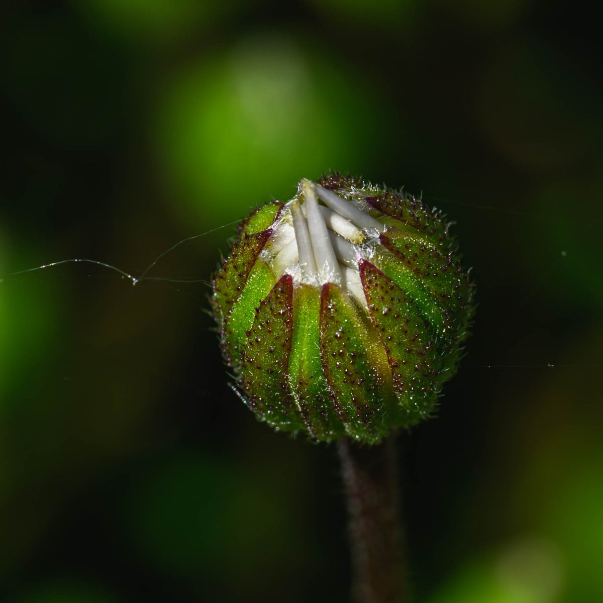 A new flower on the way #Togtweeter #ThePhotoHour #snapyourworld #flowers #plants #flowerphotography #NaturePhotography #macrophotography