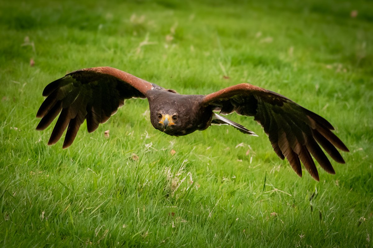 Emma McArdle | Ireland 🇮🇪 (@mcardlephoto) on Twitter photo Great day at the National Bird of Prey Centre at <a href="/russborough/">Russborough House & Park</a> last weekend ♡
#Ireland Great day at the National Bird of Prey Centre at <a href="/russborough/">Russborough House & Park</a> last weekend ♡
#Ireland