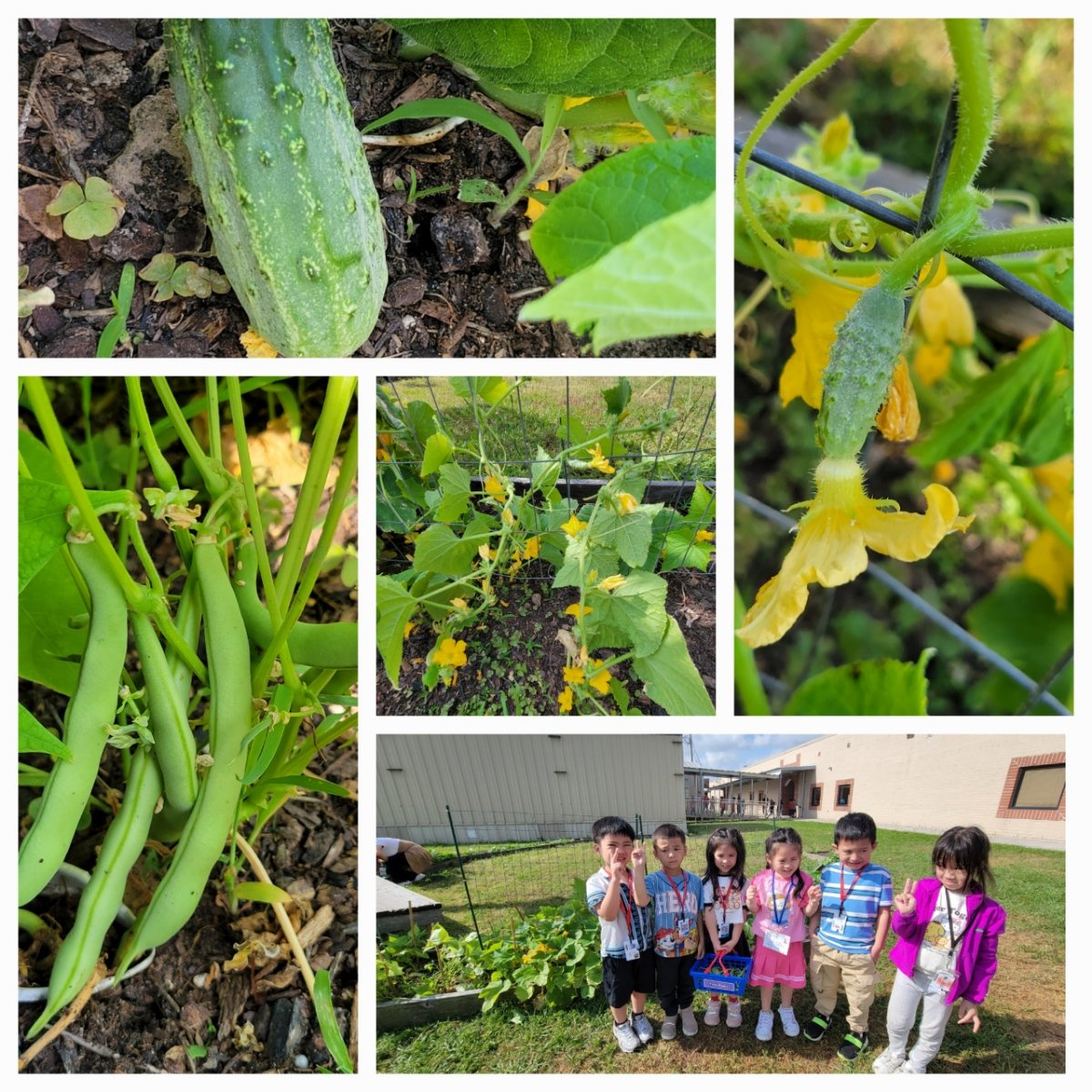 Lucy Realyvasquez (@larealyvasquez1) on Twitter photo From plant to plate, our Koalas eat what they sow! Here are some of our Kujawa Koalas working in the school garden! <a href="/AldineISD/">Aldine ISD</a> <a href="/kujawaecpk/">Kujawa EC/PK/K School</a> <a href="/kujawa_primary/">Kujawa Primary</a> <a href="/CorneliaGreer9/">Cornelia Greer</a> <a href="/RayMondragon/">Ray A. Mondragon</a> <a href="/Primary_AISD/">Aldine ISD Early Learning</a> <a href="/AldineChoice/">Aldine ISD Choice Schools</a> <a href="/MrsT_Counselor/">Romonna Tillman</a> <a href="/niecyyd3/">Andrea Davis</a> <a href="/amarquezaldine/">Alejandro Marquez</a> From plant to plate, our Koalas eat what they sow! Here are some of our Kujawa Koalas working in the school garden! <a href="/AldineISD/">Aldine ISD</a> <a href="/kujawaecpk/">Kujawa EC/PK/K School</a> <a href="/kujawa_primary/">Kujawa Primary</a> <a href="/CorneliaGreer9/">Cornelia Greer</a> <a href="/RayMondragon/">Ray A. Mondragon</a> <a href="/Primary_AISD/">Aldine ISD Early Learning</a> <a href="/AldineChoice/">Aldine ISD Choice Schools</a> <a href="/MrsT_Counselor/">Romonna Tillman</a> <a href="/niecyyd3/">Andrea Davis</a> <a href="/amarquezaldine/">Alejandro Marquez</a>