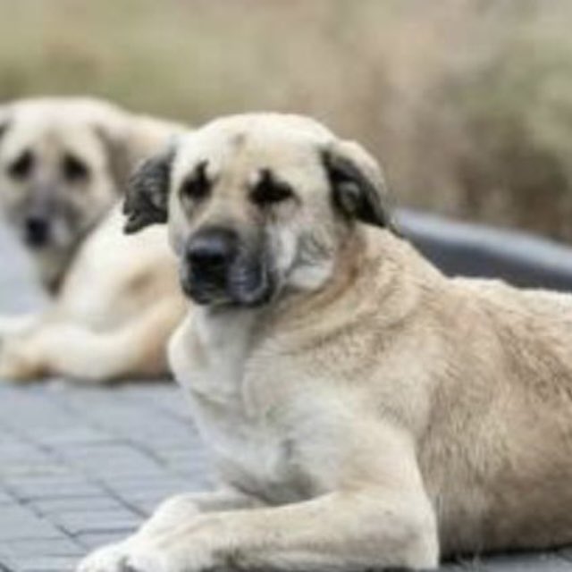 Sizler , bizim herşeyimizsiniz ❤️🐾

#KatliamınYasasıOlmaz