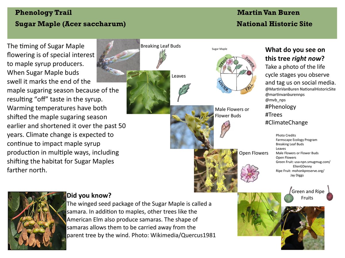 #Phenology #AWalkInThePark #Bees 
While the apple trees are showing off for pollinators, let's share some love for the less showy maple trees! With binoculars, we spotted the yellow-green flower clusters and tiniest seeds or samaras that will mature and spin off later this month.