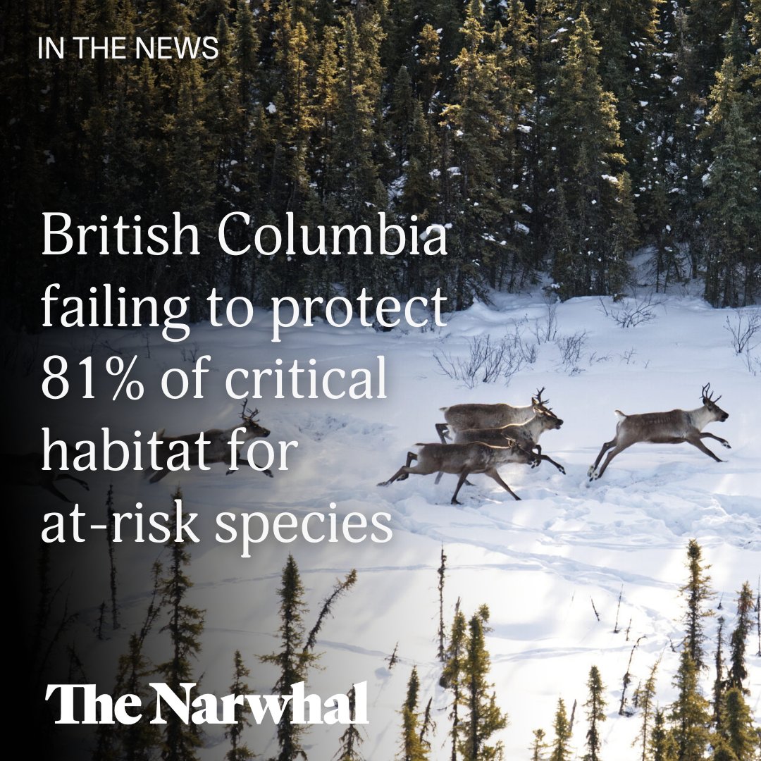 BREAKING: A staggering 81% of critical habitat for at-risk species in British Columbia, including the southern mountain caribou, spotted owl, and orca whales, is not legally protected, leaving vulnerable species at risk of extinction: thenarwhal.ca/bc-endangered-… | #ActOnClimate