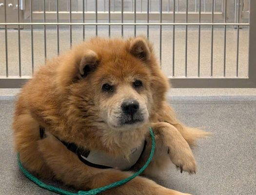 Suspense4568's tweet image. 🆘NEED FOSTER‼️OUT OF STATE ADOPT
⚠️DIES 5/4 #DallasTX EMAIL BY 11 AM
STILL NO INTEREST
✨Scottie #A1247137
12 YR SENIOR GIRL #ChowChow NEEDS A CHANCE DOESN'T DO WELL IN KENNEL ENVIRONMENT
adopt.adopets.com/pet/4beb353d-c…
#DogsOfTwitter #Carrollton #Austin #Frisco #FlowerMound #dfw #SOS