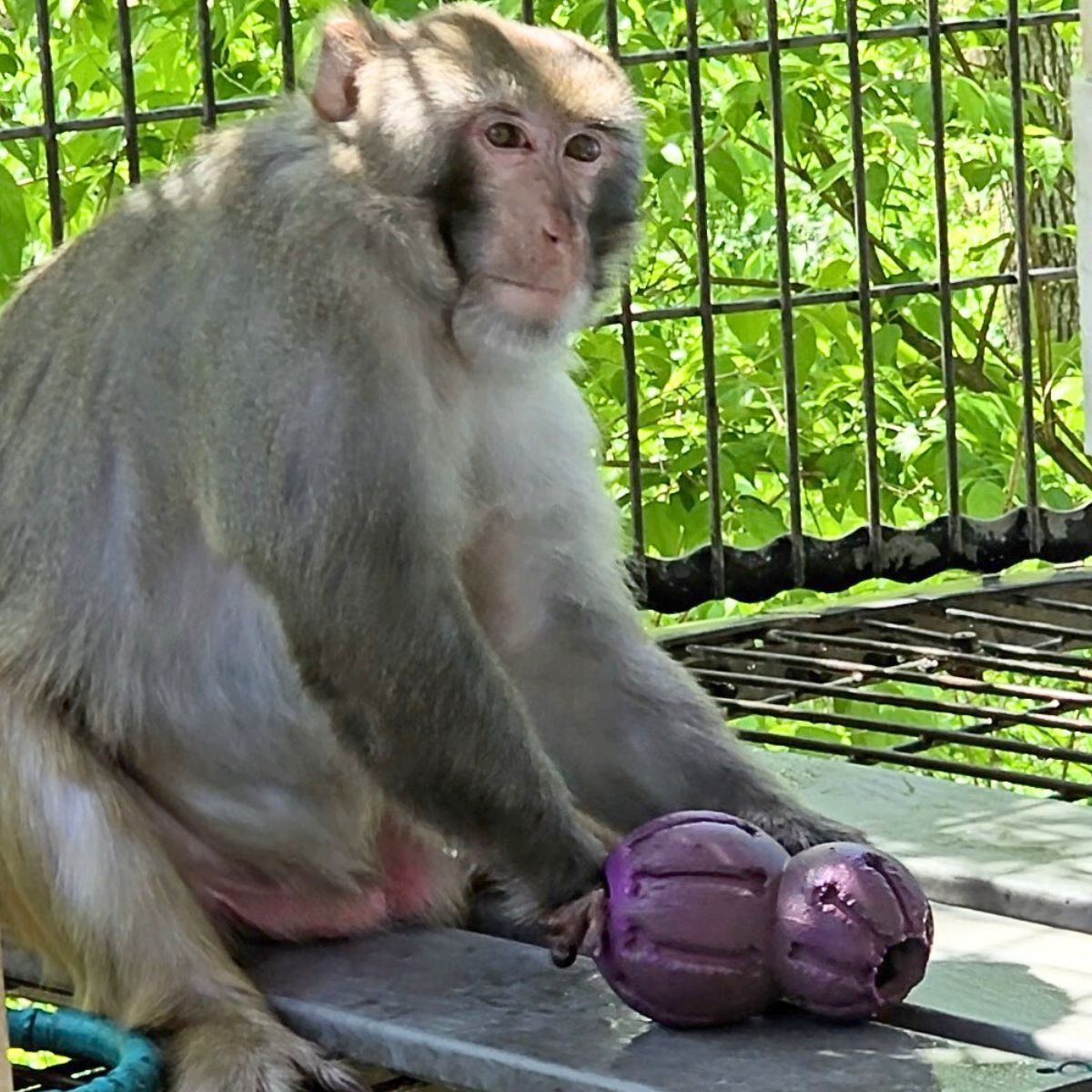 prim8rescue's tweet image. What's in there, Andi? It was a bit of a challenge, but he did finally get the tasty treat inside. If it was too simple, it wouldn't be enrichment!