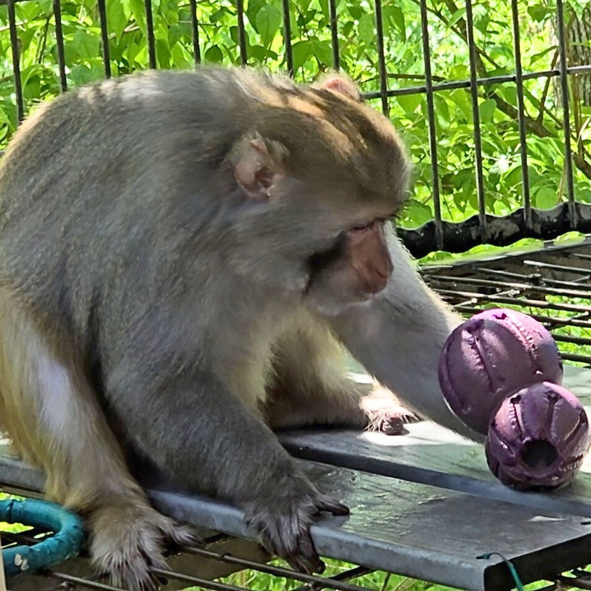 prim8rescue's tweet image. What's in there, Andi? It was a bit of a challenge, but he did finally get the tasty treat inside. If it was too simple, it wouldn't be enrichment!