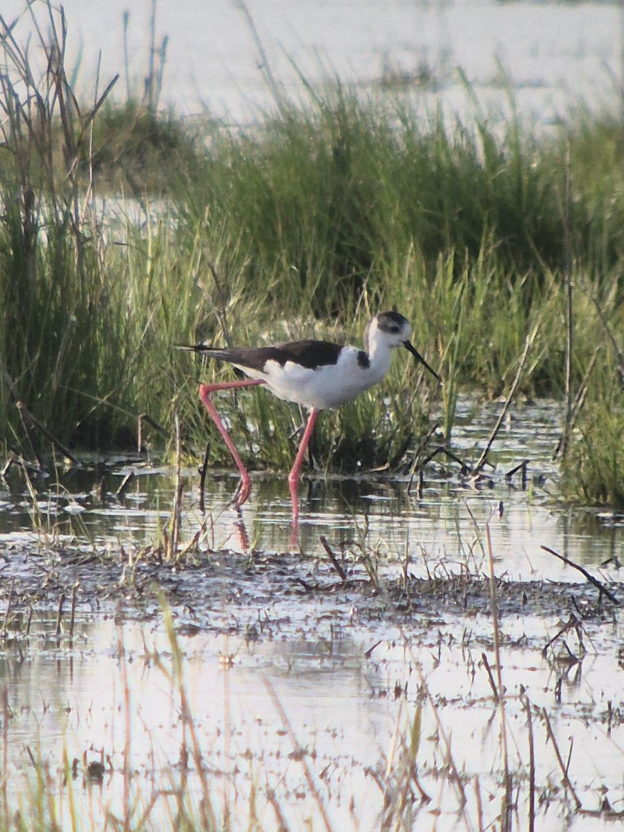 Another spring day in coastal Suffolk produced this fine Black-winged Stilt at North Warren. A single Wood Sandpiper was also present on site.