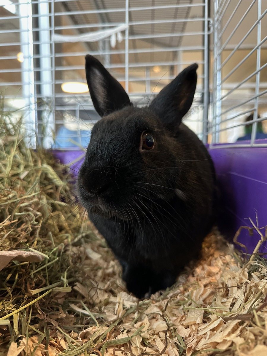 Admetus has been patiently waiting nearly a year for his forever home. He’s a three-year-old rabbit who would love a family of his own who can give him plenty of space to run around and explore.

Adopt Admetus: ow.ly/VxaQ50VMhoA