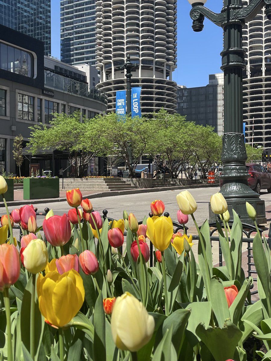 AndreaGuthmann's tweet image. #Chicago’s in full bloom! 🌷@cshepherd, @alex_degman & @samjcharles take a look at what else has been happening this week in the #WindyCity @WBEZreset 📻@wbez wbez.org/reset-with-sas…