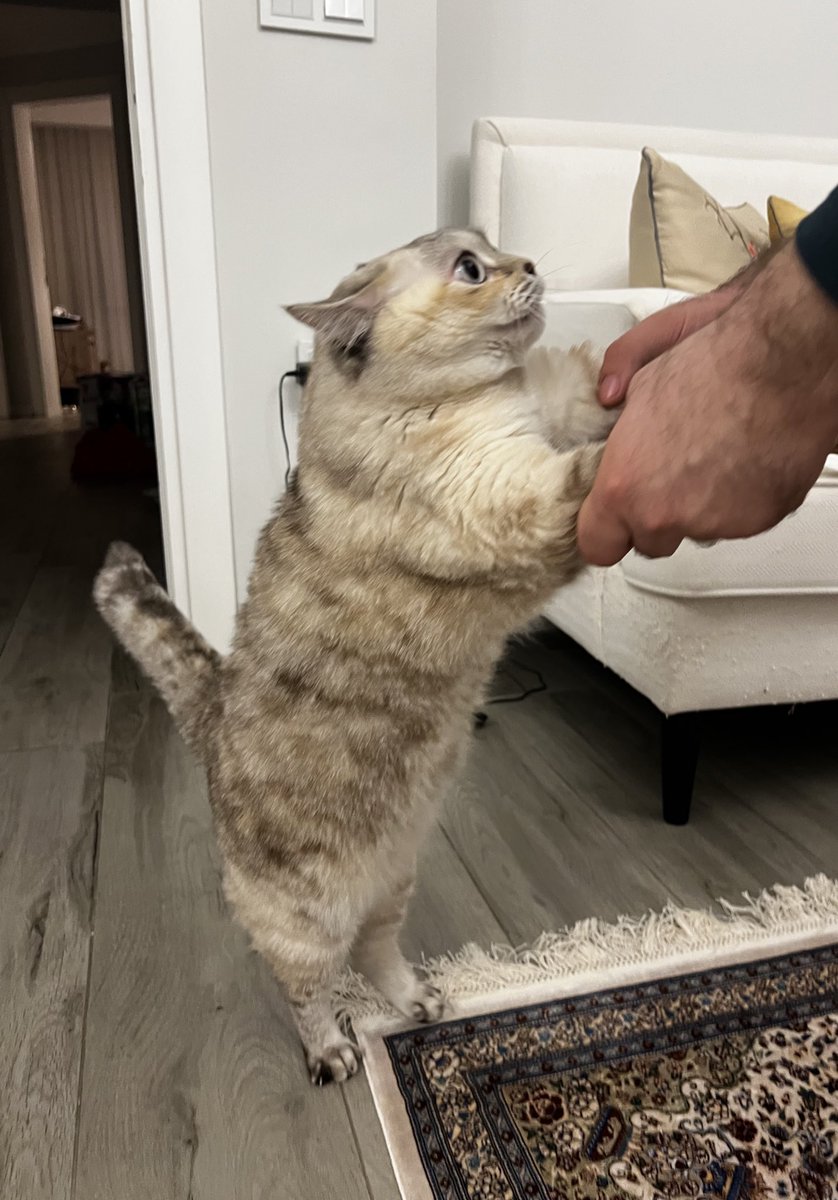 Ballerina kapuçina mi mi mi