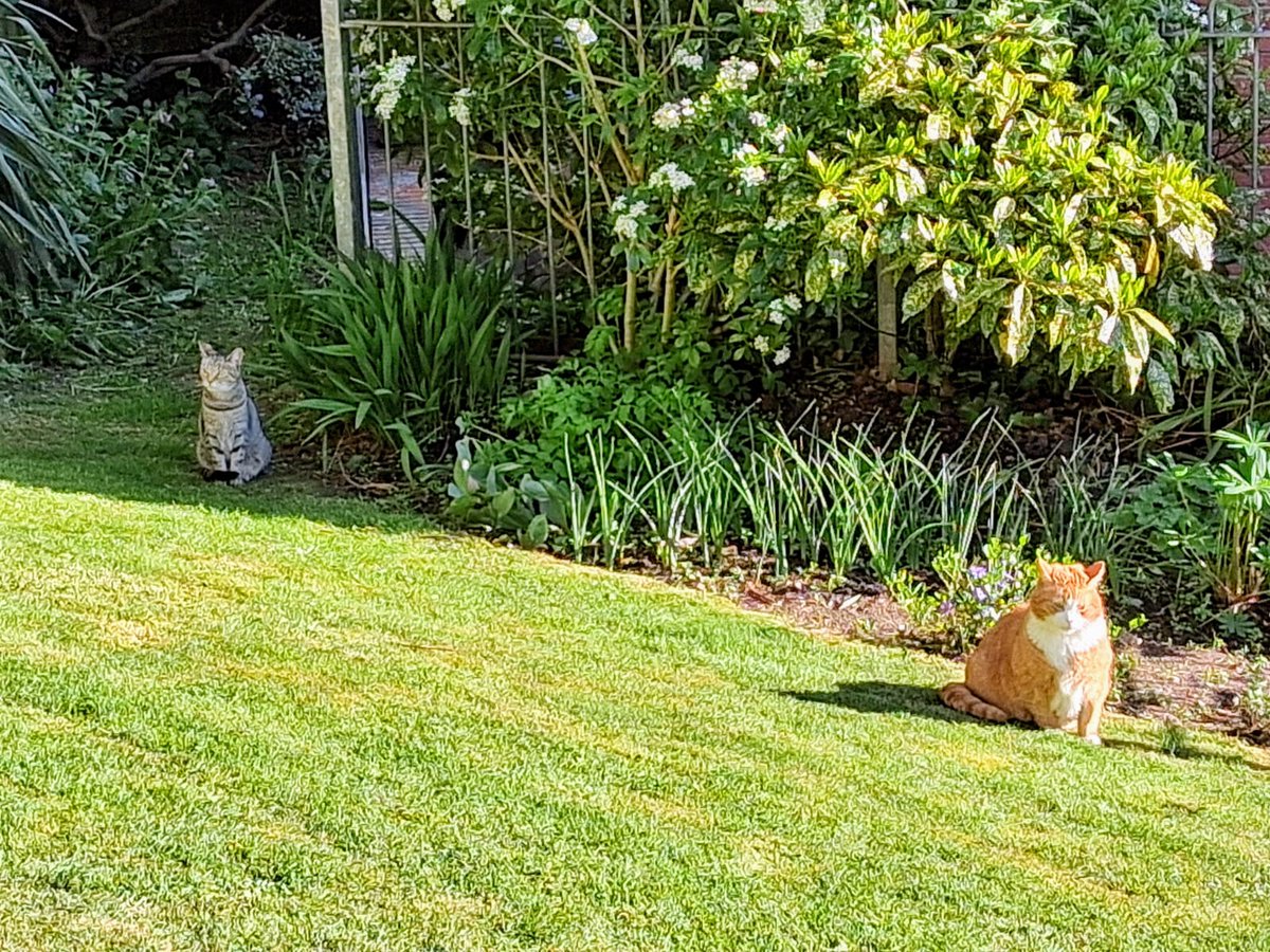 🚨 Friends! We've been robbed! We had a lovely juicy mousie 🐁 Then the humans stole it! Can you believe that? We are unimpressed 😾😾

Humans: in what way are we the bad guys here? 🤔
#Hedgewatch