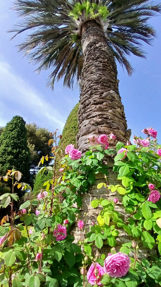La fête des Roses à la #VillaEphrussi de Rothschild - les 3 et 4 mai - 2 jours de découverte et de plaisir fleuri. On vous attend !
