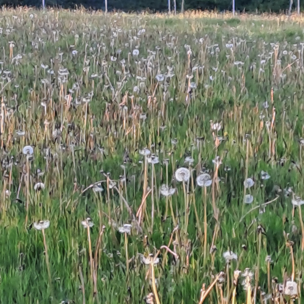 Viking Irish Drinks (@vikingdrinks) on Twitter photo No cut , Organic flowering of Dandelions to seed is next years flowers , pollinators, No cut , Organic flowering of Dandelions to seed is next years flowers , pollinators,