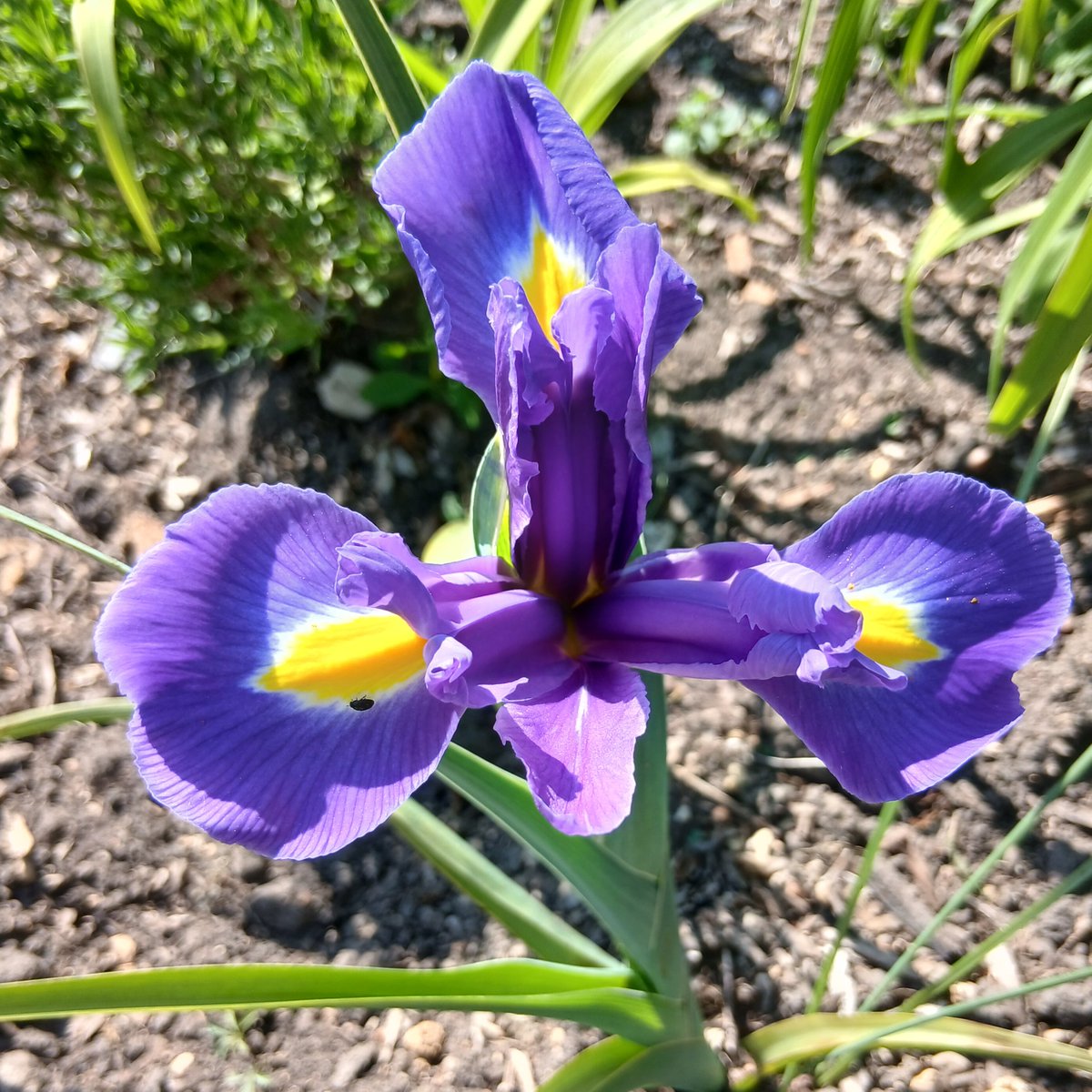 Enjoying the sunshine, one of the first Iris to open in the cafe garden at RSPB Arne today