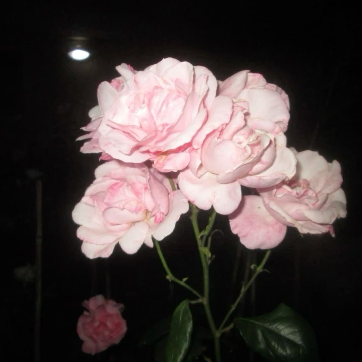 Lily ✮⋆˙ tweet media